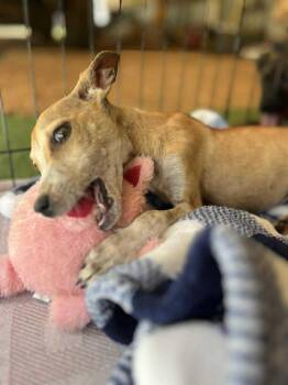 Rescue Feist and Rat Terrier Dogs for Adoption in Eatontown, New Jersey - Bambi | PetCurious