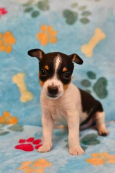 BECKHAM -  Xoloitzcuintli Mexican Hairless Dog for Adoption in Miami, Florida - BECKHAM | PetCurious