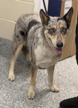 crystal -  Siberian Husky and Collie Dog for Adoption in Burgaw, North Carolina - Crystal | PetCurious
