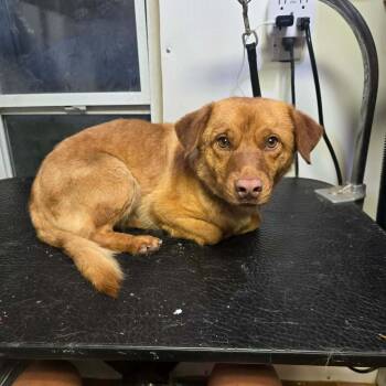 Labrador Retriever and Corgi Dogs Available for Adoption in Uxbridge, Massachusetts - Einstein | PetCurious