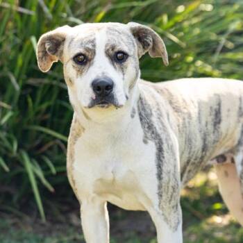 LITTLE GIRL -  Pit Bull Terrier and Mixed Breed Dog for Adoption in Camarillo, California - LITTLE GIRL | PetCurious