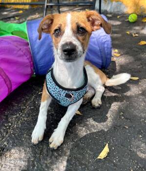 JACK -  Chihuahua Dog for Adoption in Margate, Florida - JACK | PetCurious