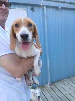 Delbert -  Beagle Dog for Adoption in Winton, North Carolina - Delbert | PetCurious