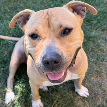 Rescue Pit Bull Terrier and American Staffordshire Terrier Dogs for Adoption in Baltimore, Maryland - Ian | PetCurious