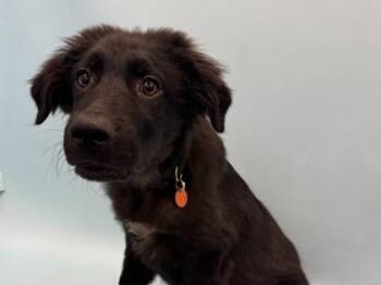 Carlisle -  Labrador Retriever and Mixed Breed Dog for Adoption in Woodbury, Minnesota - Carlisle | PetCurious