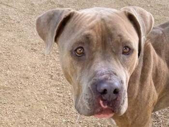 Rescue Mixed Breed Dogs for Adoption in Georgetown, Texas - Everything Bagel | PetCurious