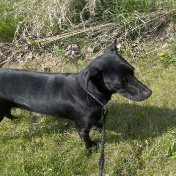 Labrador Retriever and Cattle Dog Dogs Available for Adoption in Rock Falls, Illinois - Trump | PetCurious