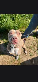 Hazel -  Pit Bull Terrier Dog for Adoption in Coarsegold, California - Hazel | PetCurious