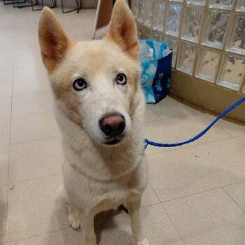 KYLIE -  Husky Dog for Adoption - KYLIE | PetCurious