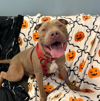 Atlas -  Pit Bull Terrier Dog for Adoption in Marion, Ohio - Atlas | PetCurious