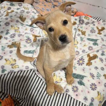 Gretel -  Mixed Breed Dog for Adoption in Buffalo, Minnesota - Gretel | PetCurious
