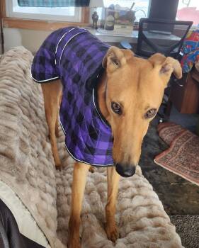 Greyhound Dogs Available for Adoption - Henley | PetCurious