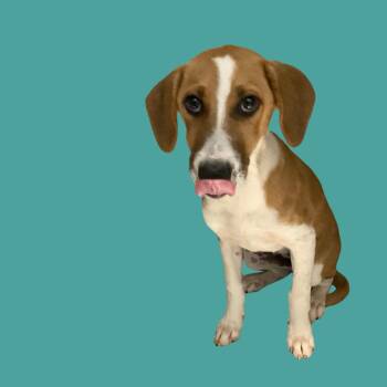 Mochi -  Mixed Breed Dog for Adoption in Blue Ridge, Georgia - Mochi | PetCurious