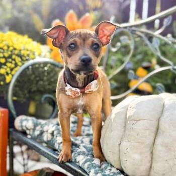 Rosie -  Chihuahua and Terrier Dog for Adoption in Fairfield, Connecticut - Rosie | PetCurious