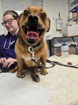 Mixed Breed Dogs Available for Adoption in West Chester, Pennsylvania - Art | PetCurious