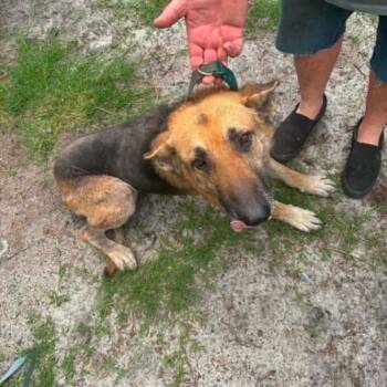 King -  German Shepherd Dog Dog for Adoption in Hinesville, Georgia - King | PetCurious