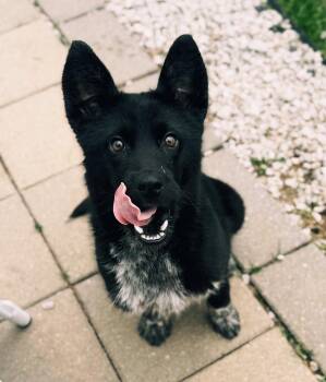 Husky Dogs Available for Adoption in Akron, Ohio - Khaos | PetCurious