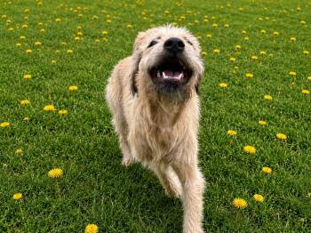 Kelce -  Wheaten Terrier Dog for Adoption - Kelce | PetCurious