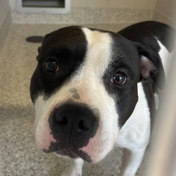 Leilani -  Pit Bull Terrier Dog for Adoption in Fort Wayne, Indiana - Leilani | PetCurious