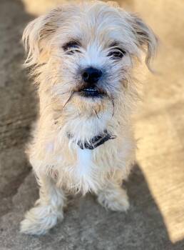 Rescue Terrier and Mixed Breed Dogs for Adoption in Urbandale, Iowa - Brady | PetCurious