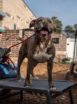 Mixed Breed Dogs Available for Adoption in Chamblee, Georgia - Grimlot | PetCurious