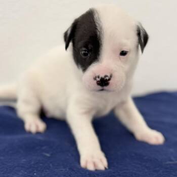 August -  English Setter and Mixed Breed Dog for Adoption in St. Peters, Missouri - August | PetCurious