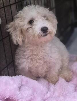 Bella -  Maltipoo Dog for Adoption in Los Angeles, California - Bella | PetCurious