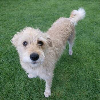 Border Terrier Dogs Available for Adoption - Laverne | PetCurious