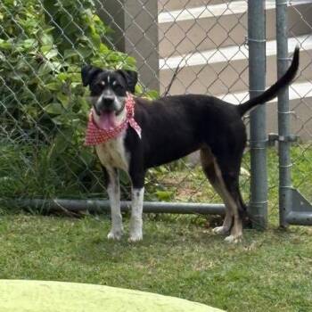 Rescue Mixed Breed Dogs for Adoption in Humacao, Humacao - Dariella | PetCurious