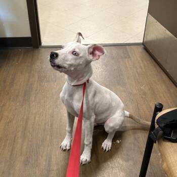 Riot -  Pit Bull Terrier and Labrador Retriever Dog for Adoption in League City, Texas - Riot | PetCurious