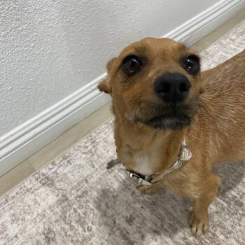 Chihuahua Dogs Available for Adoption in Escondido, California - Gracie | PetCurious