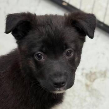 Mountain Cur and German Shepherd Dog Dogs Available for Adoption - Etta - Lt Blue | PetCurious