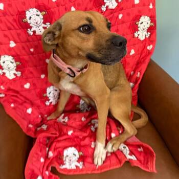 Calista -  Mountain Cur Dog for Adoption in Sequatchie, Tennessee - Calista | PetCurious