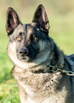 Norwegian Elkhound and German Shepherd Dog Dogs Available for Adoption - Colt (& Linda) | PetCurious