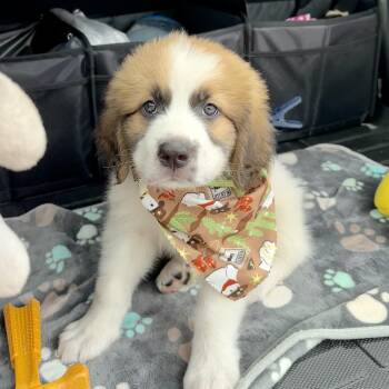 Oopsie -  Saint Bernard Dog for Adoption in Corpus Christi, Texas - Oopsie | PetCurious