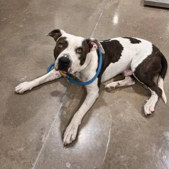 Sherman -  Staffordshire Bull Terrier and Pit Bull Terrier Dog for Adoption in Washburn, Missouri - Sherman | PetCurious