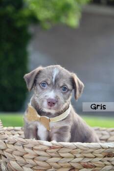 Gris -  Terrier Dog for Adoption in Salt Lake City, Utah - Gris | PetCurious