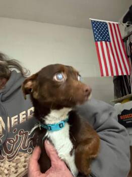 Rescue Terrier and Chihuahua Dogs for Adoption in Fresno, California - Hope | PetCurious