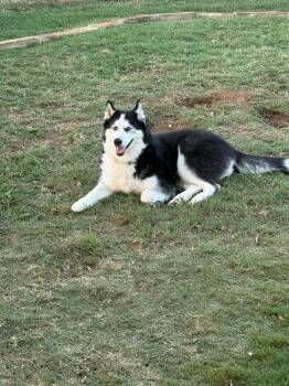 Hatti -  Siberian Husky Dog for Adoption in Carrollton, Texas - Hatti | PetCurious