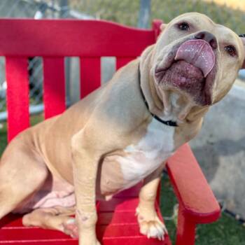 Rescue American Staffordshire Terrier and Mixed Breed Dogs for Adoption in Nampa, Idaho - Oats | PetCurious