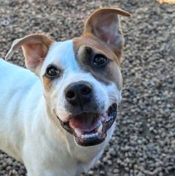 Rescue Terrier and Labrador Retriever Dogs for Adoption in Anniston, Alabama - Honey | PetCurious