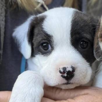 Diane -  Boston Terrier Dog for Adoption in Larkfield-wikiup, California - Diane | PetCurious