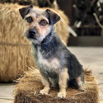 Rescue Terrier and Mixed Breed Dogs for Adoption in Broken Arrow, Oklahoma - Isle Of Scilly | PetCurious