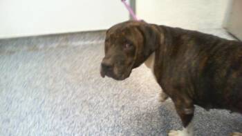 A1266147 -  Mixed Breed Dog for Adoption in Charlotte, North Carolina - A1266147 | PetCurious