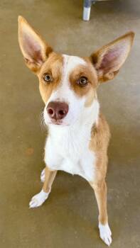CALVIN -  Ibizan Hound Dog for Adoption in Joshua Tree, California - CALVIN | PetCurious