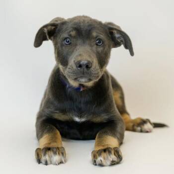 Boxer and German Shepherd Dog Dogs Available for Adoption - 311 (2026) Fudge | PetCurious