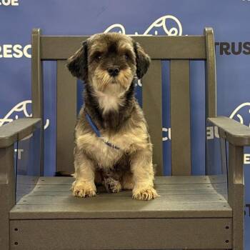 GRETA -  Shih Tzu Dog for Adoption in Waterford, New Jersey - GRETA | PetCurious