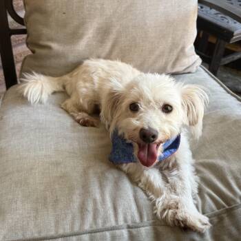 Nemo -  Miniature Schnauzer and Poodle Dog for Adoption in Houston, Texas - Nemo | PetCurious
