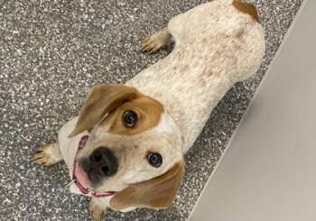 Pumpkin -  Basset Hound and Mixed Breed Dog for Adoption in Voorhees Township, New Jersey - Pumpkin | PetCurious