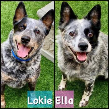 Australian Cattle Dog Blue Heeler Dogs Available for Adoption in San Marcos, California - URGENT IN SO CAL - SAVE US PLEASE Lokie And Ella | PetCurious